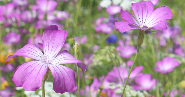 Agrostemma