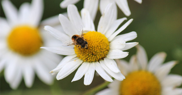 Anthemis