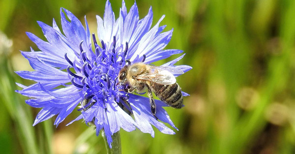 Centaurea