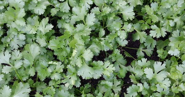 Coriandrum
