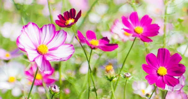 Cosmos