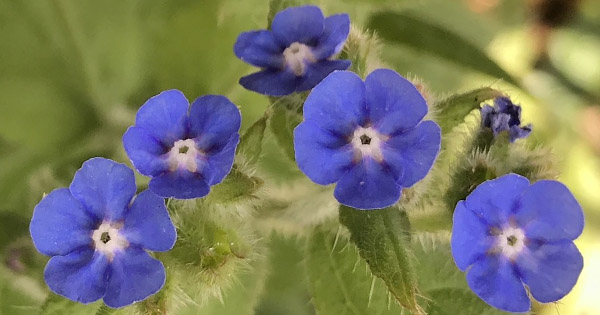 Cynoglossum