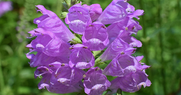 Dracocephalum
