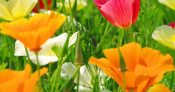 Eschscholzia
