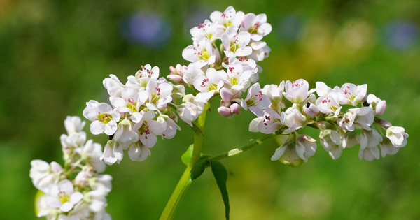 Fagopyrum