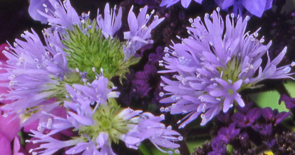 Gilia