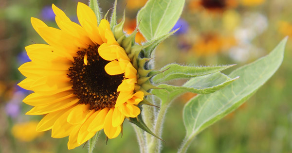 Helianthus