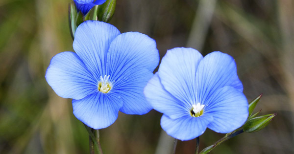 Linum