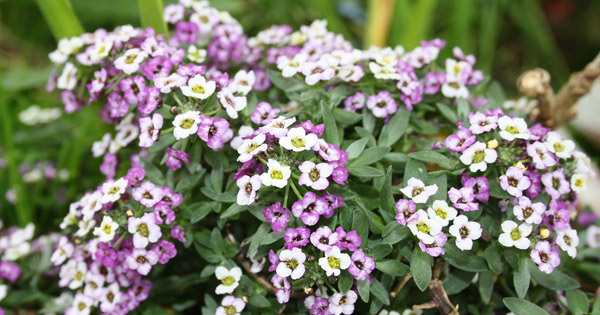 Lobularia