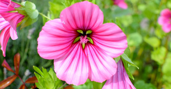Malope