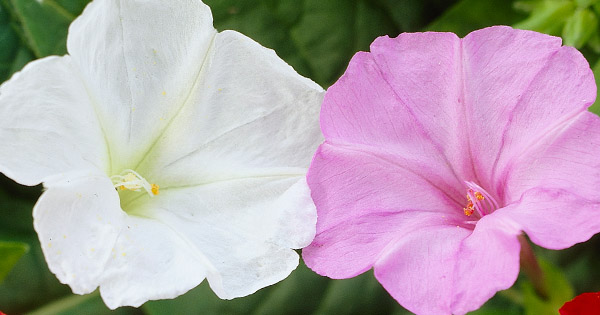 Mirabilis