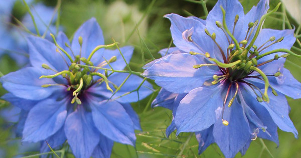Nigella