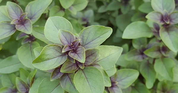 Ocimum