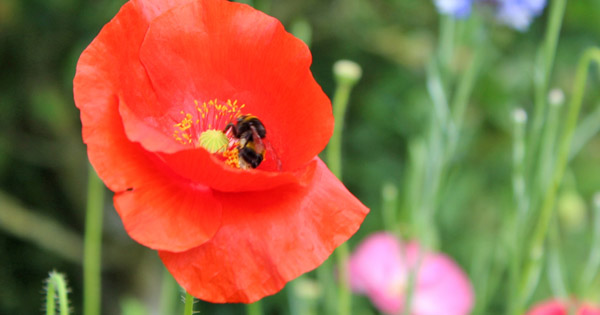 Papaver