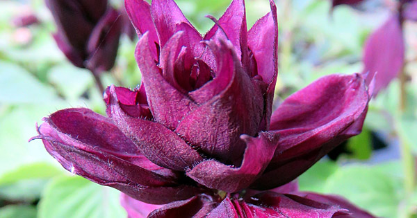 Salvia