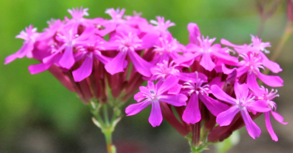 Silene