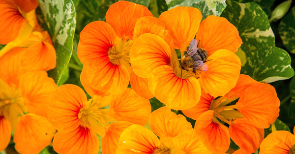 Tropaeolum