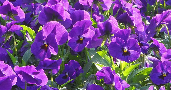 Viola